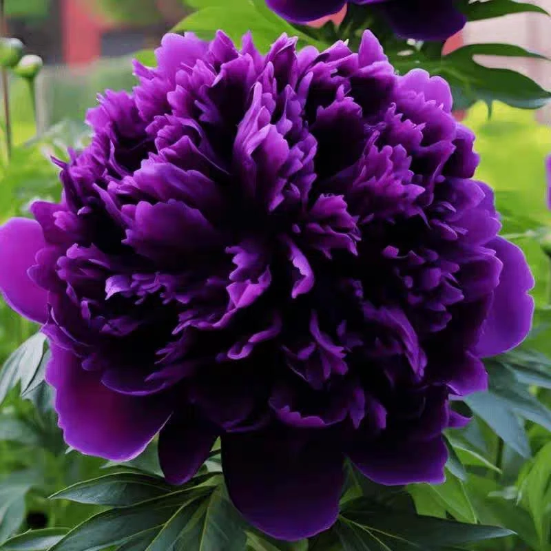 牡丹【龙腾紫啸】先发花肥秋季发花苗稀有品种名品牡丹高端品种