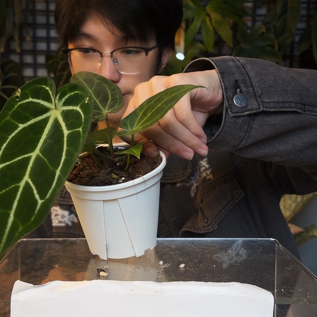 完全开放O97  绿丝绒