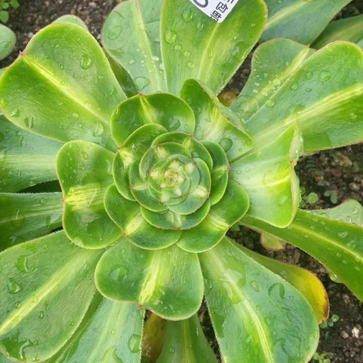 310暴君多肉12345678