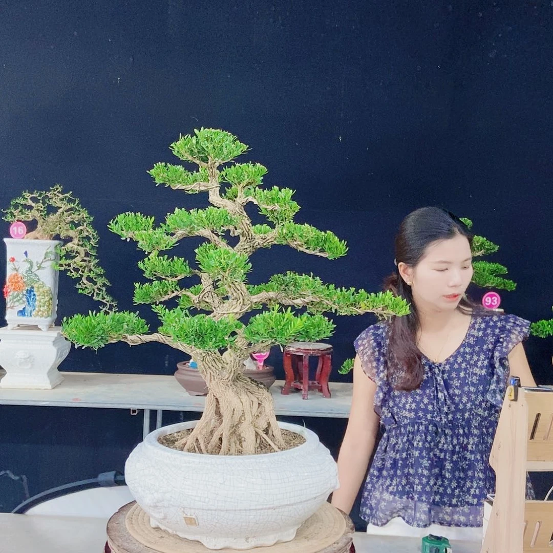 加***！当前无花朵，栽培后可花朵