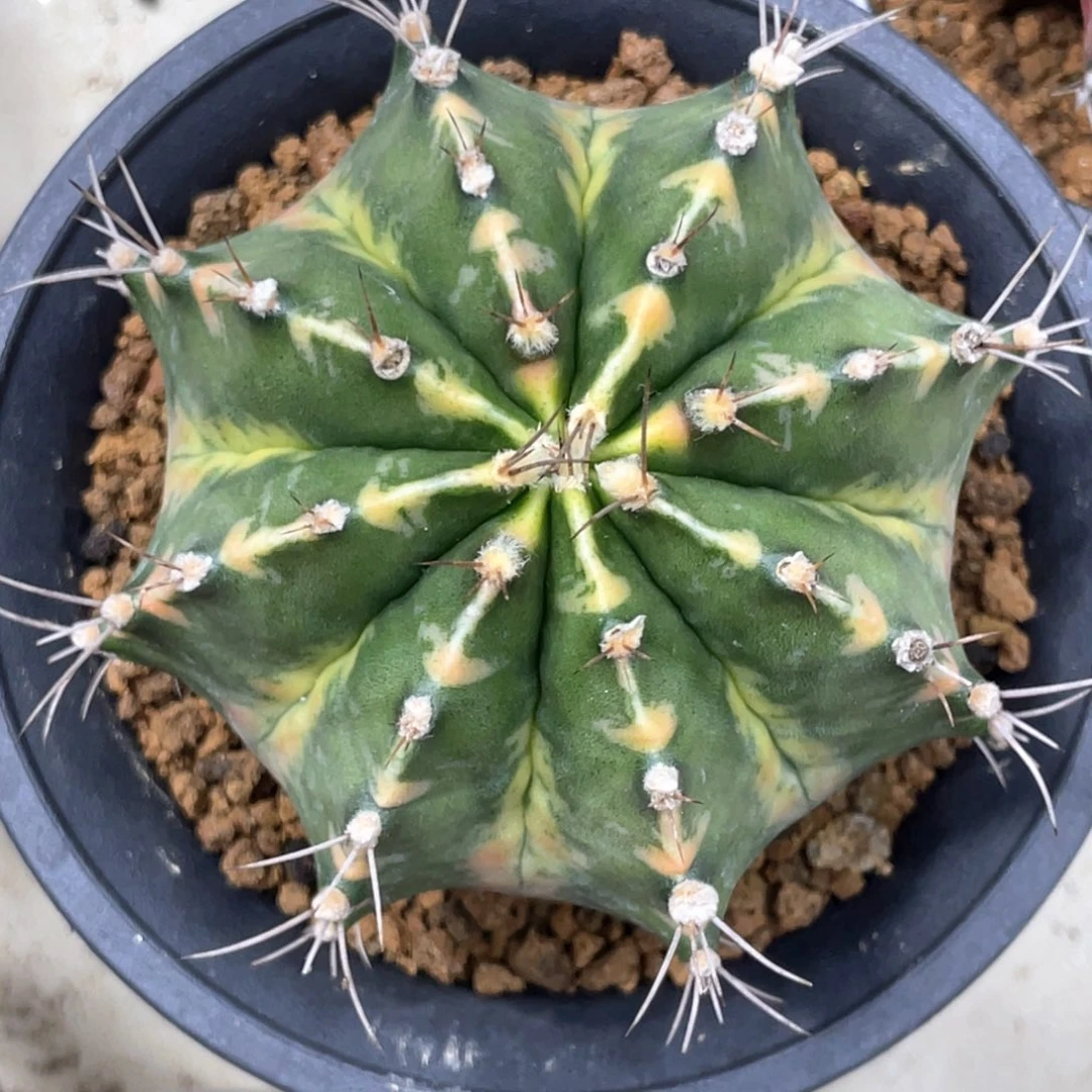 当前无花朵，栽培后可花朵胖臀规律棱背箭头V