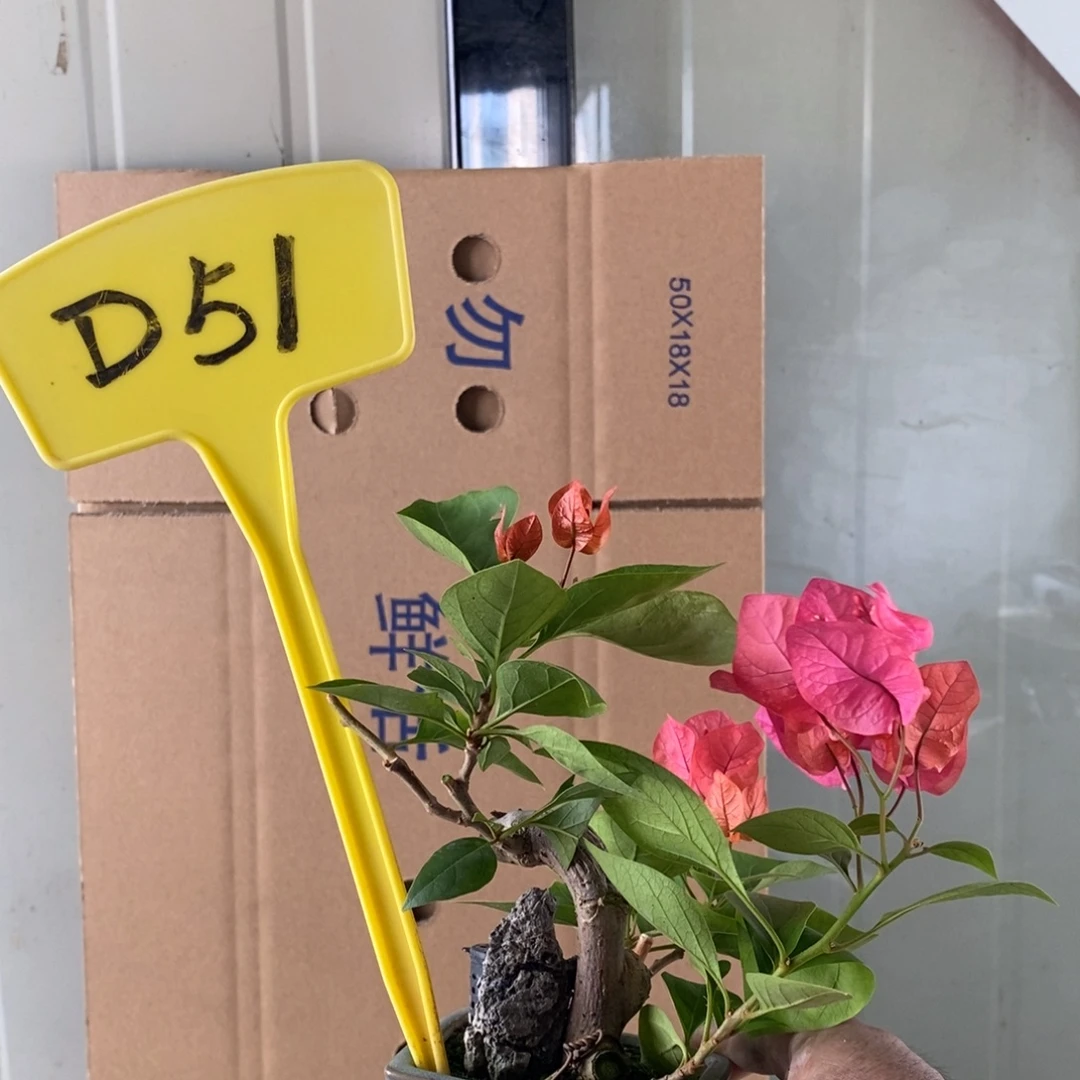 无花朵三角梅同安红D51