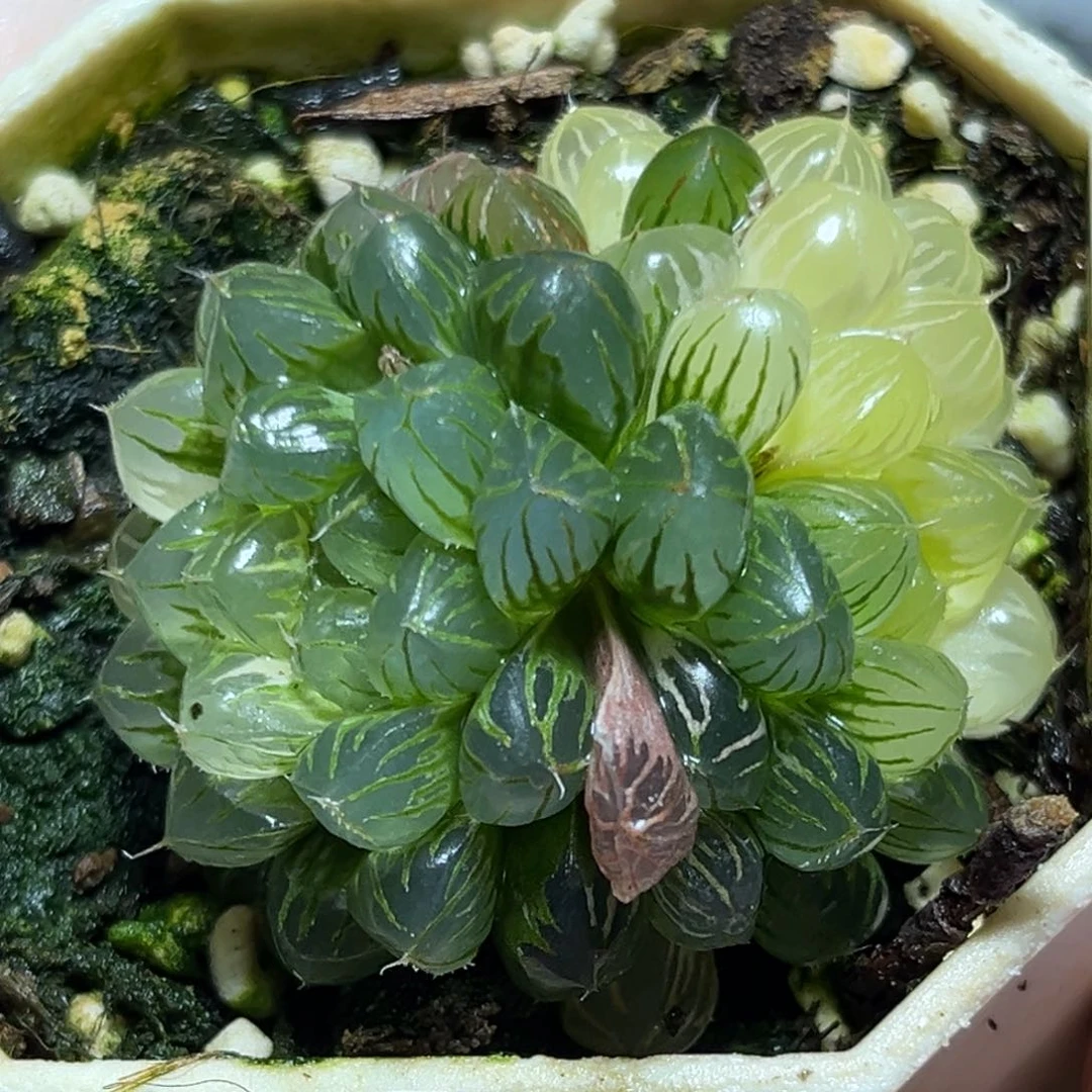 恭喜发财大吉大利541