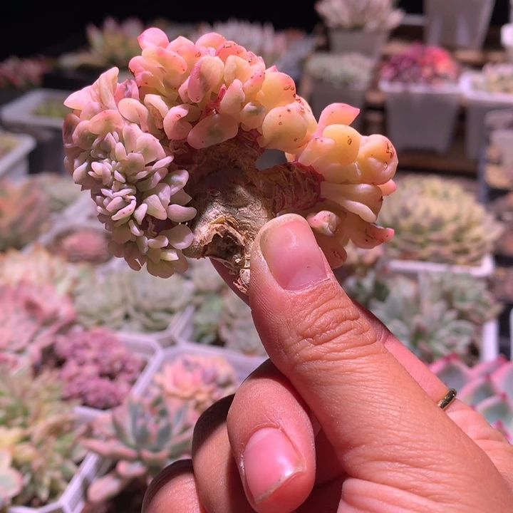 福利品经济福利雪精灵