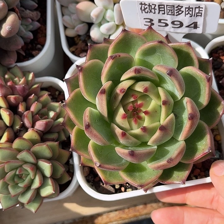 多肉植物3694 一定要拍个冷链哦