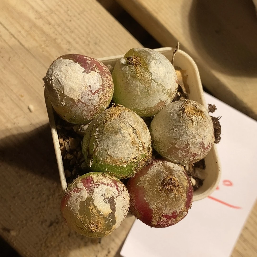 25330。 一组灯泡2.5厘米有瑕疵。