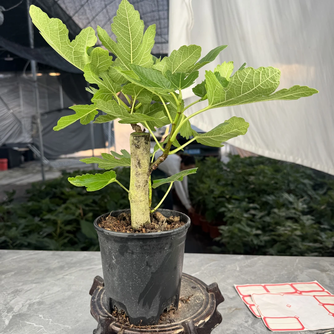 波姬红无花果【黑盆】盆栽果树苗大果南北方阳台庭院绿植耐寒耐旱