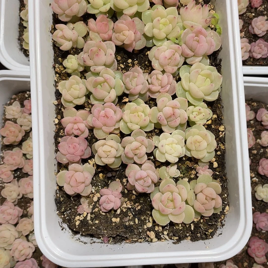 珍妮混一物一拍293