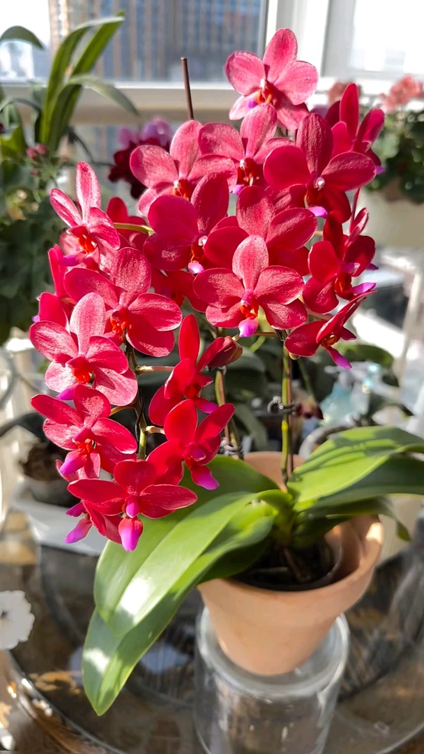 稀有品《梦幻女郎》2.8寸蜡质蝴蝶兰，花期超久，苗子发货没有花剑