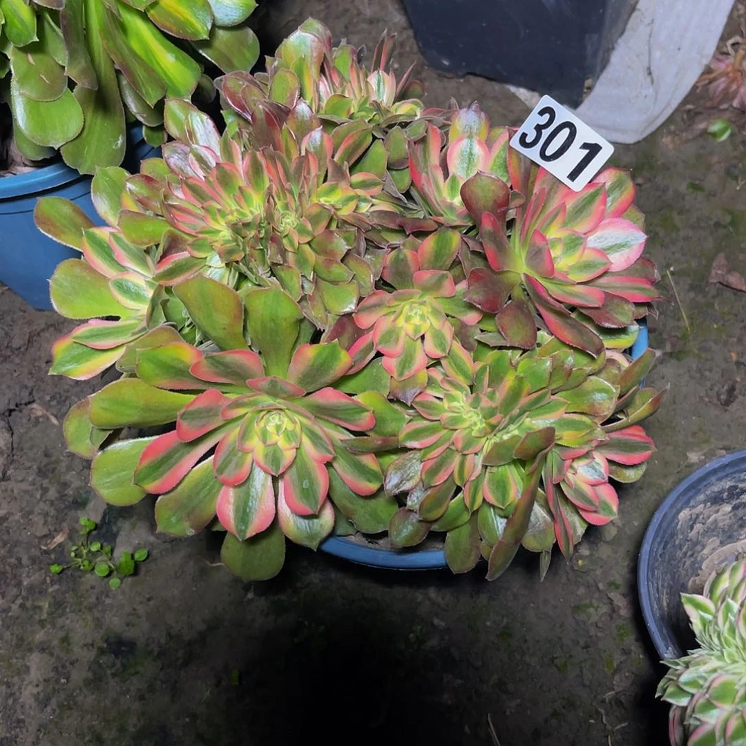 法师法师15-9包邮法师