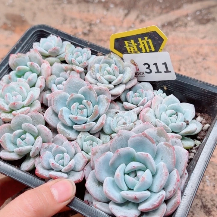 多肉植物多肉植物