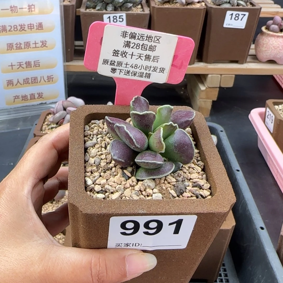 991紫库博多肉植物