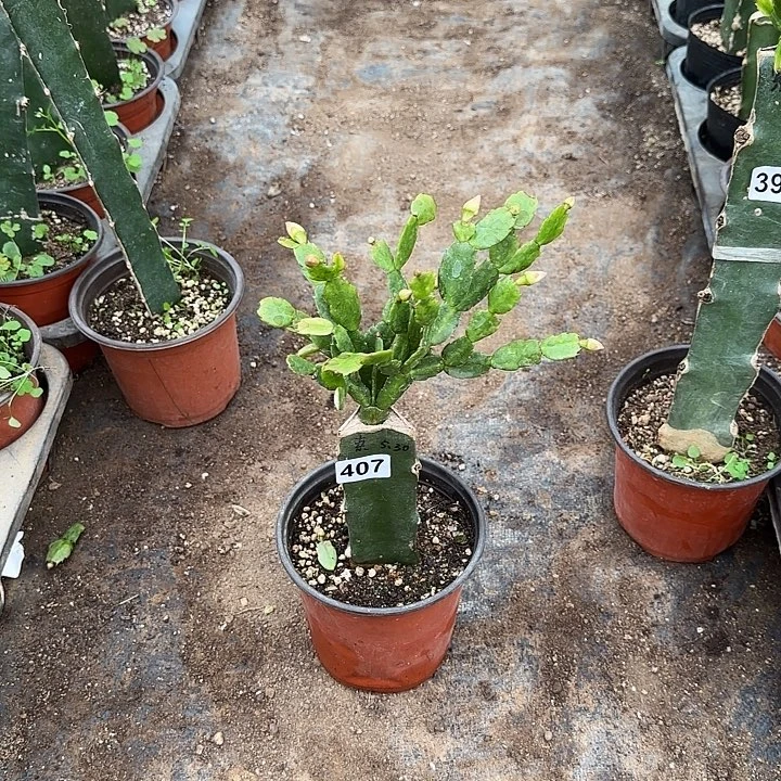 用***7407嫁接蟹爪兰：索菲亚（随单）