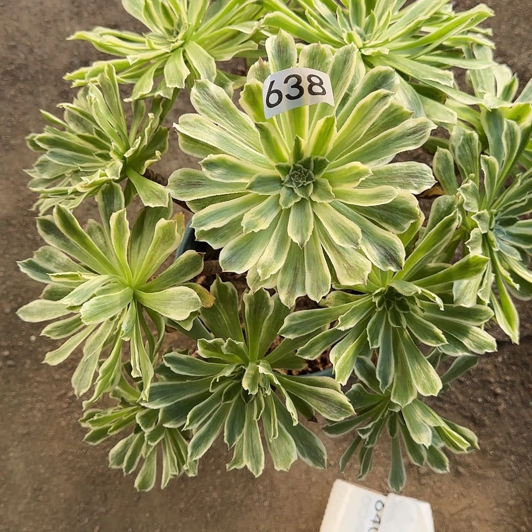 一***鱼多肉植物法师碧浪638