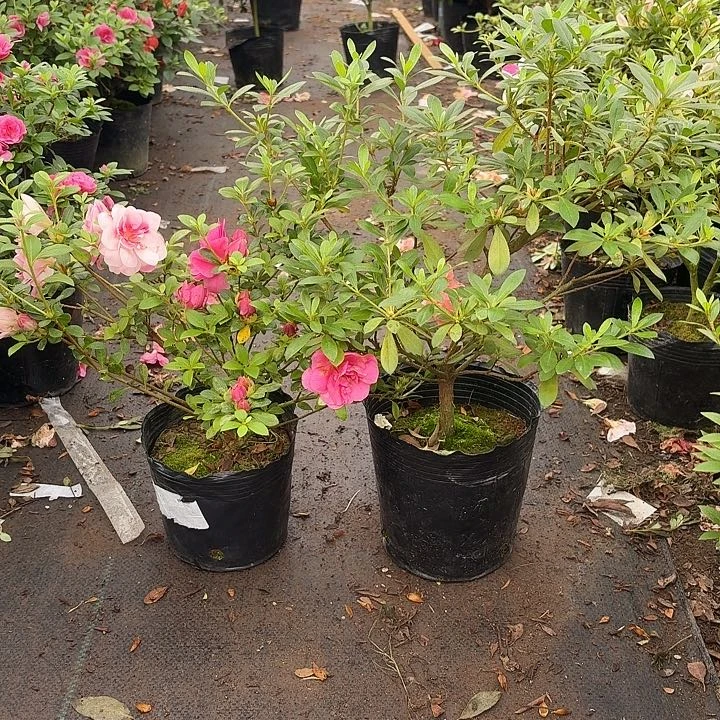 无花朵杜鹃花若惠比须 娟之舞一物一拍