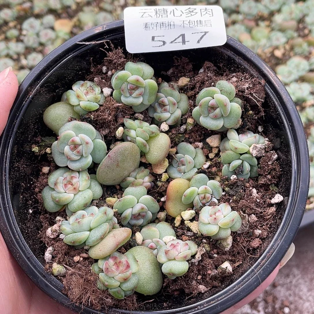 云糖心多肉植物547