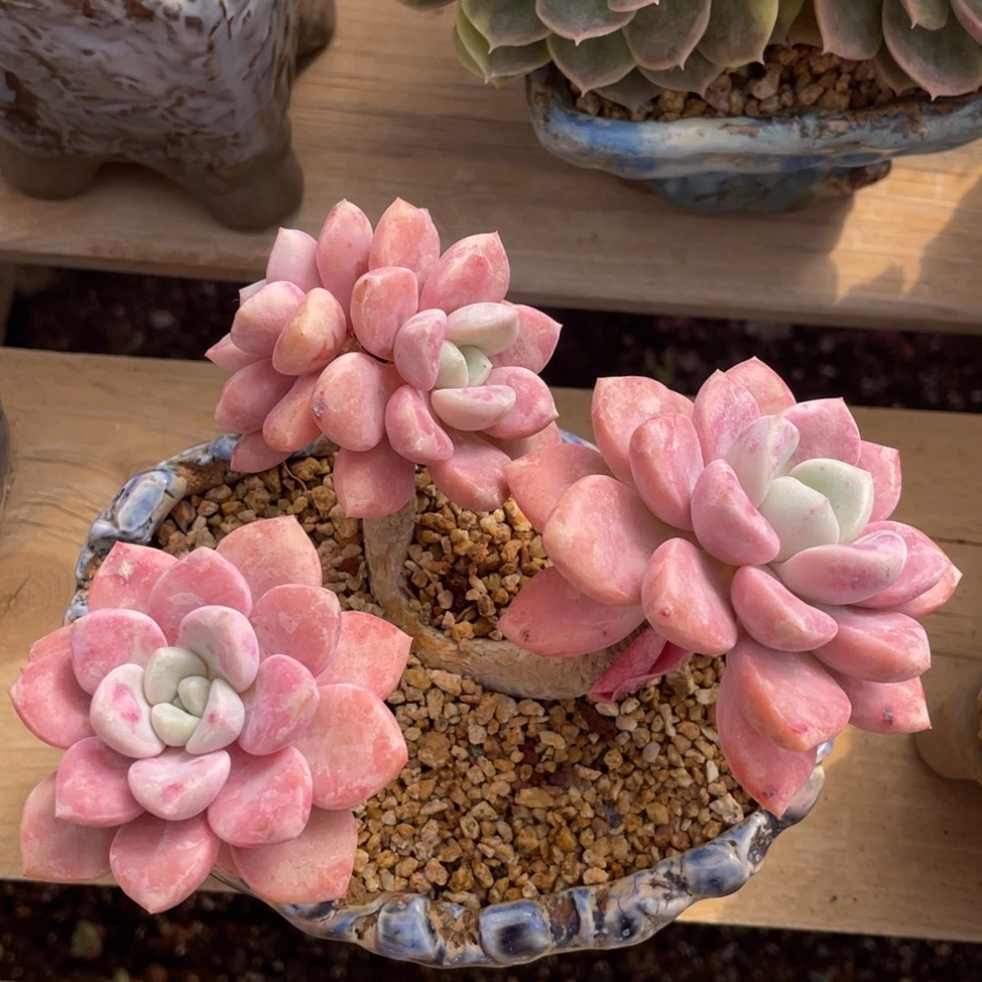 花斑鹿多头老桩群