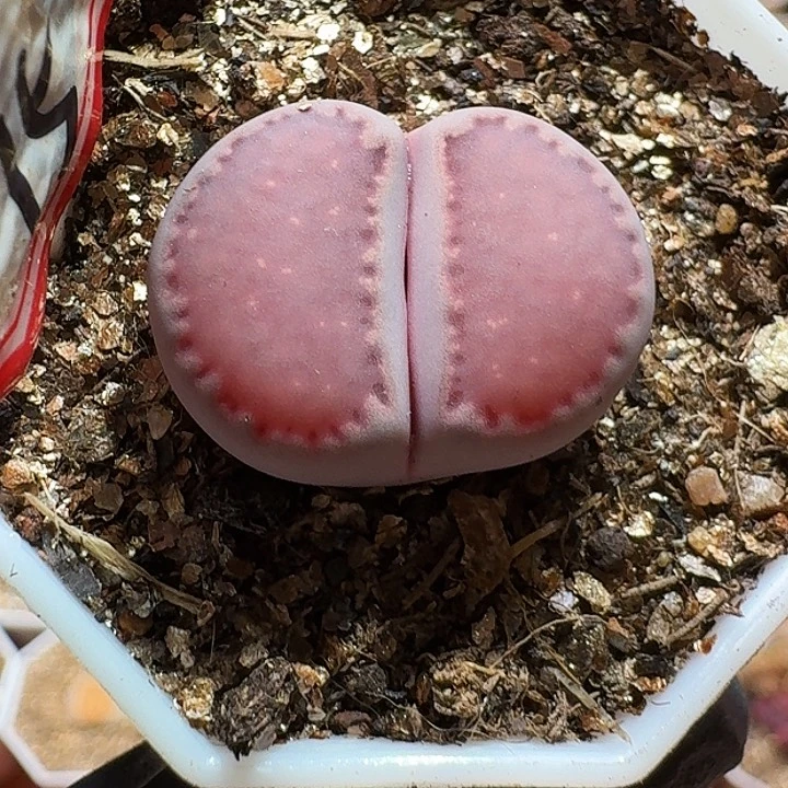 生石花22///。啊。 23