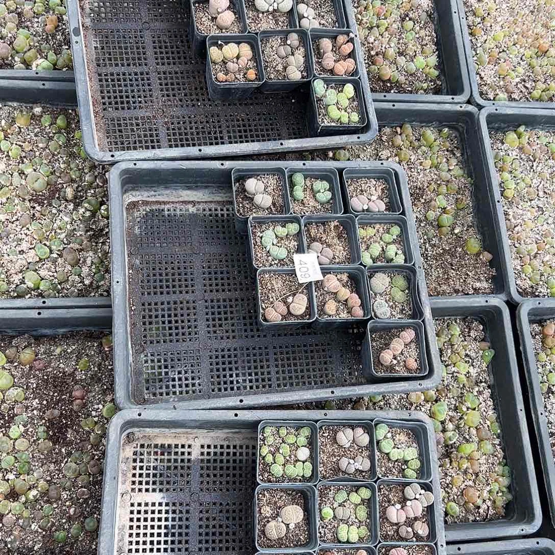 清框脱土发无售后默认有疤。 量拍以下1框409
