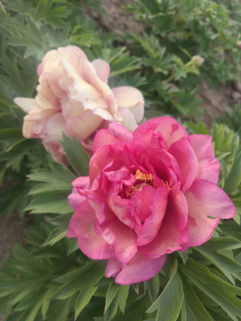 伊藤芍药希拉里花苗3_4芽，基地直发先发肥料，秋天发苗