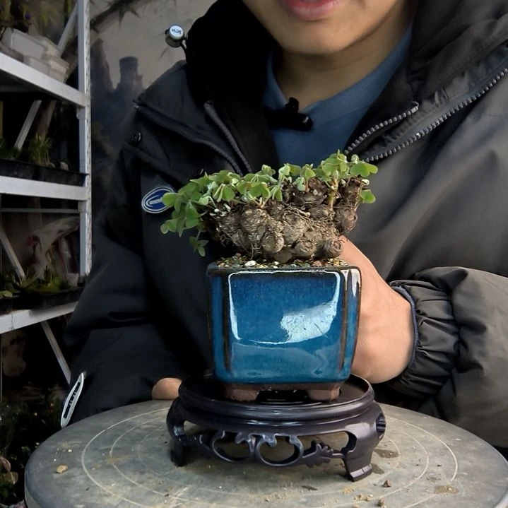 技***?小盆景小植物一物一拍248