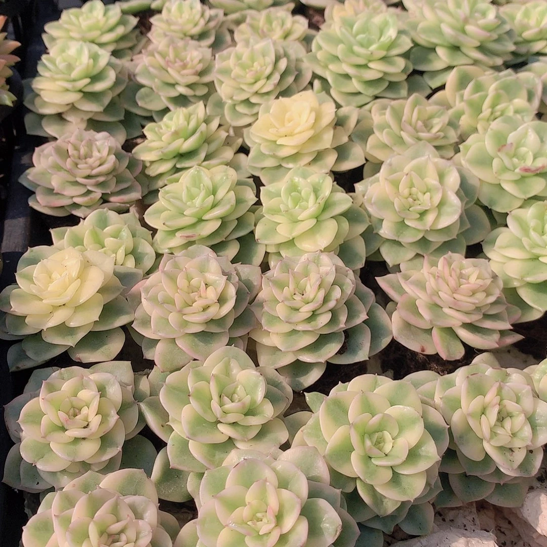 7颗牡丹锦3567899etyuii