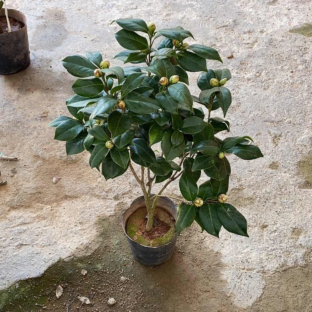 完全开放东方亮茶花