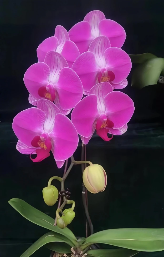 蝴蝶兰【情人2号】花梗苗3.5寸（粉色）年宵花
