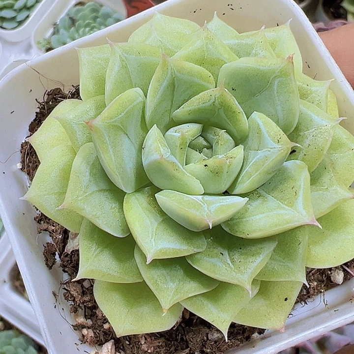 白天鹅19包邮多肉植物