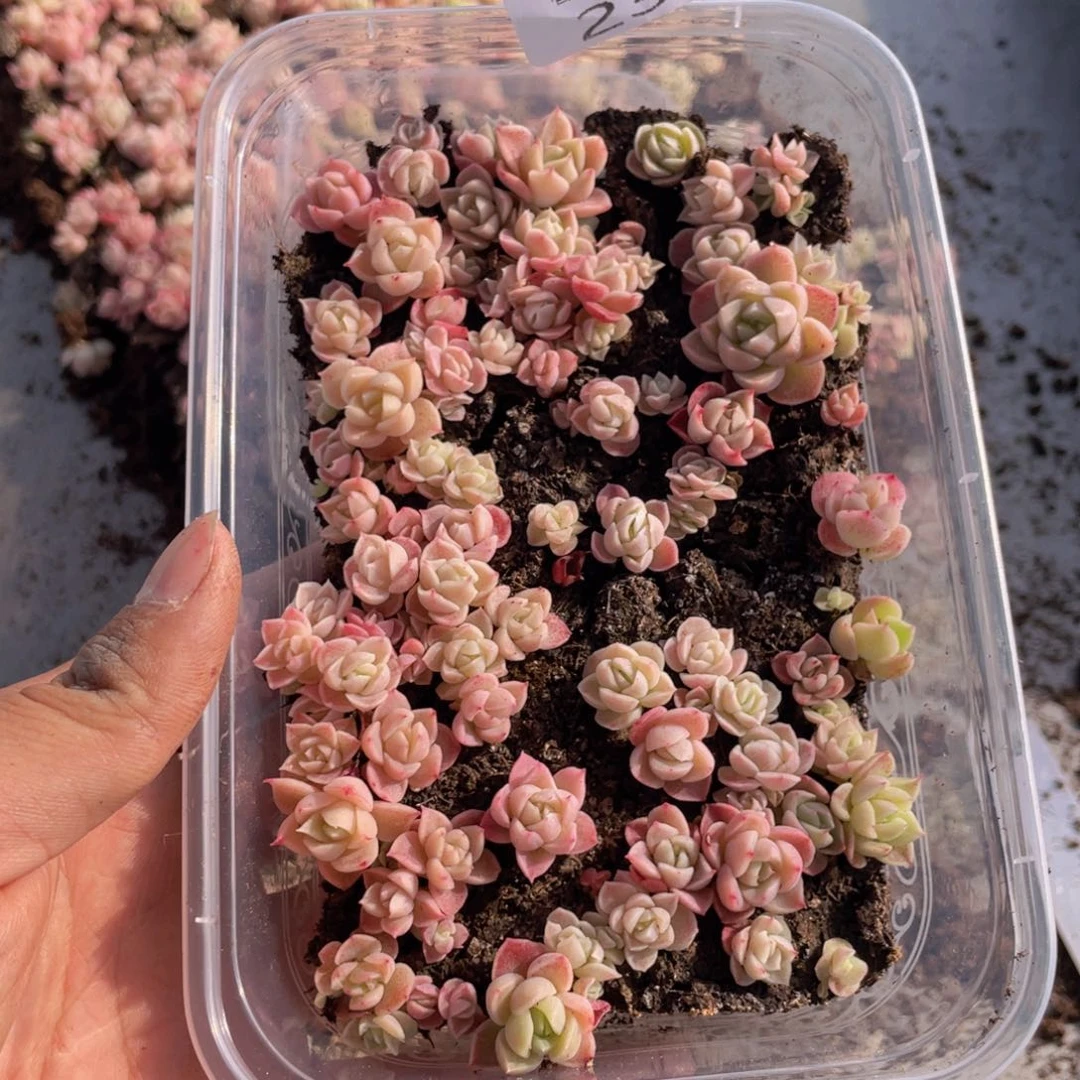 云糖心多肉植物235