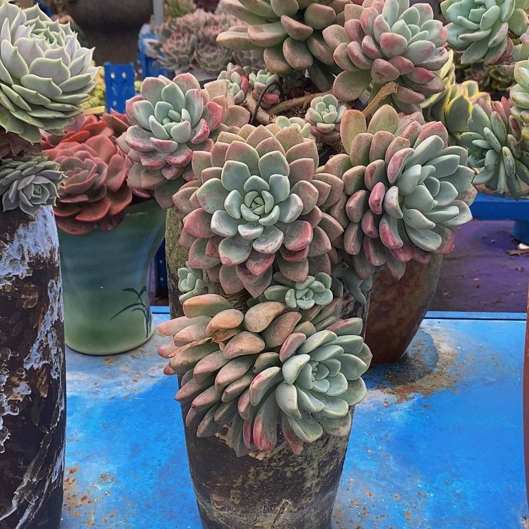 花瓣鹿带盆物流自理