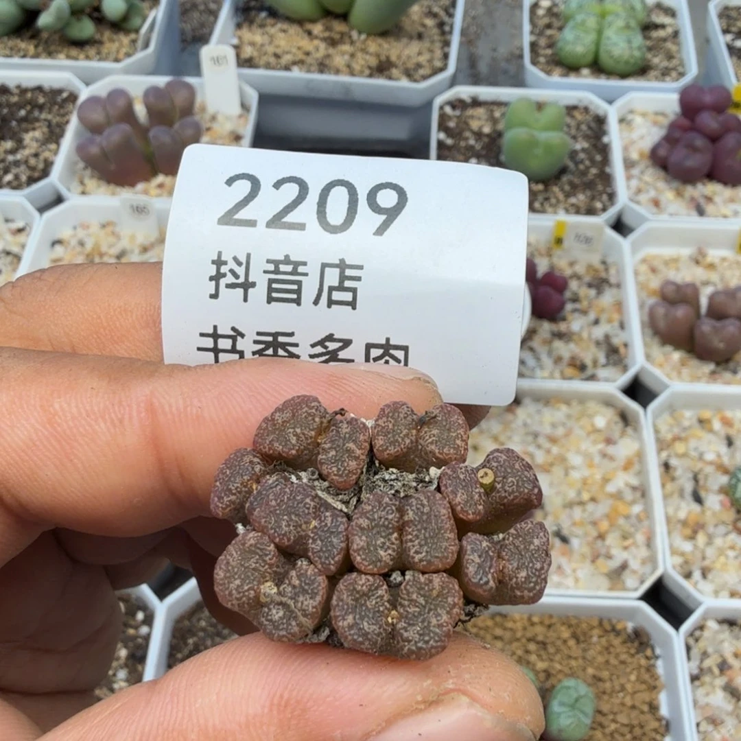 多肉。