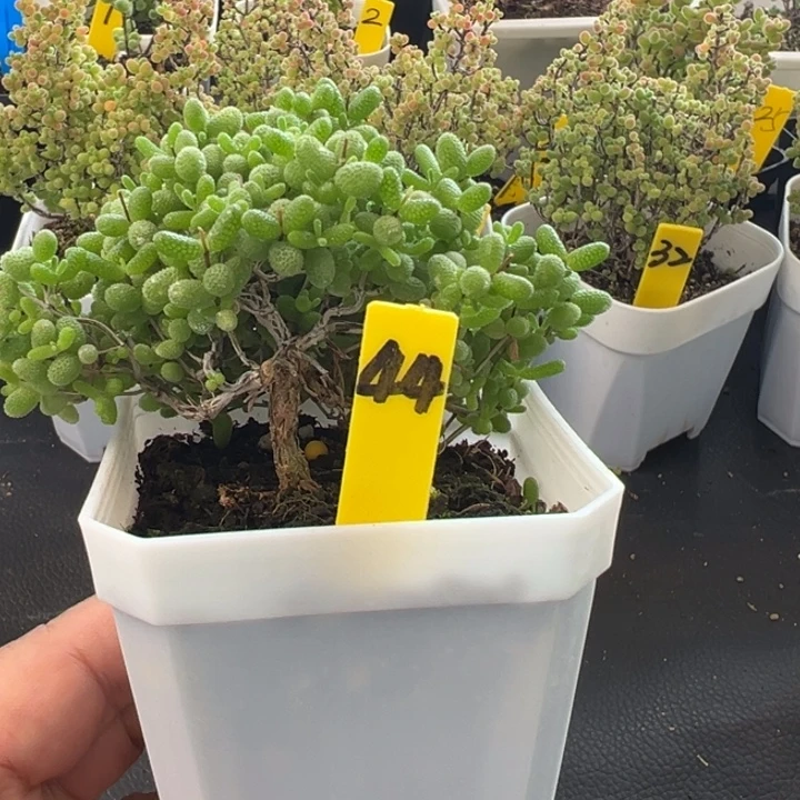 44号蜜橘悬崖桩 一物一拍