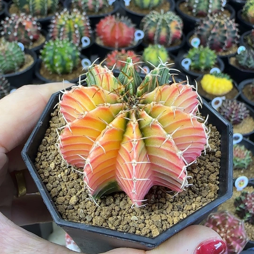 泰系实生肋骨锦，福利价