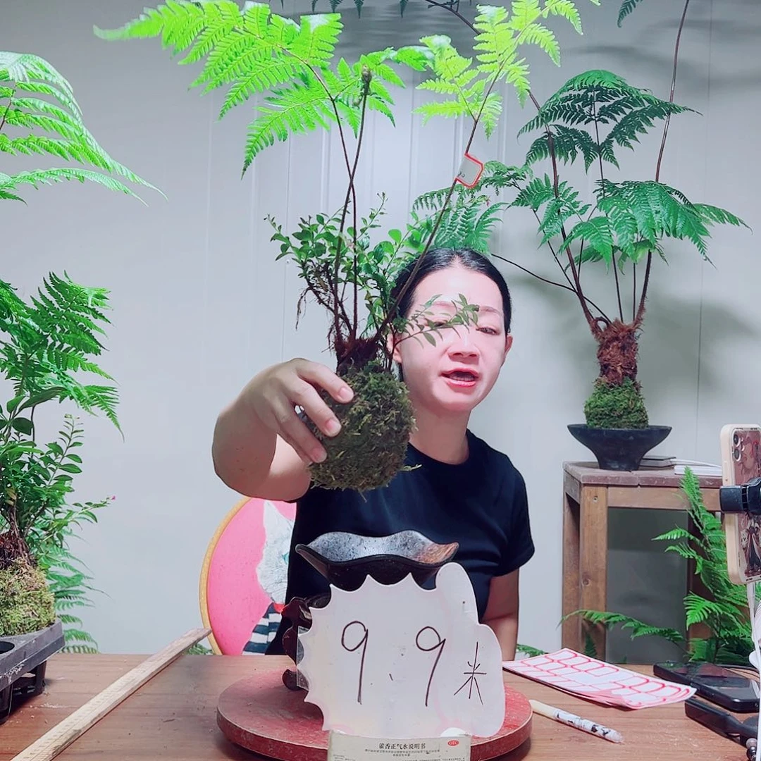 无花朵用****2金丝虹鳞蕨