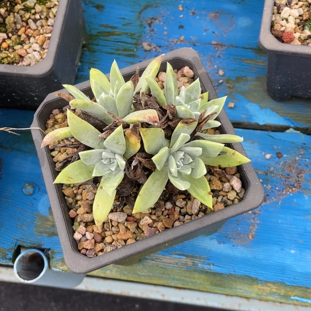 宽叶法瑞多肉植物