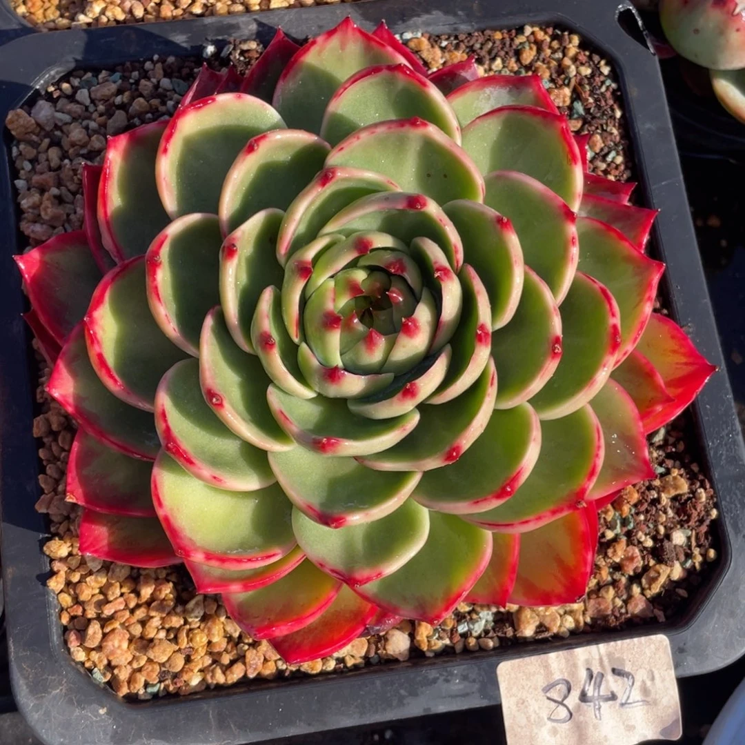 惊鸿仙子冠服19左右