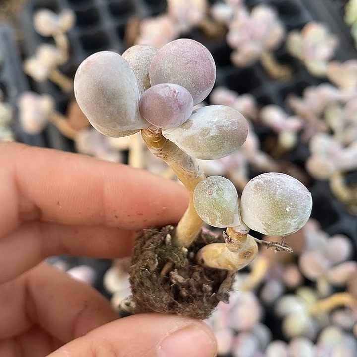 一物一拍满18包邮