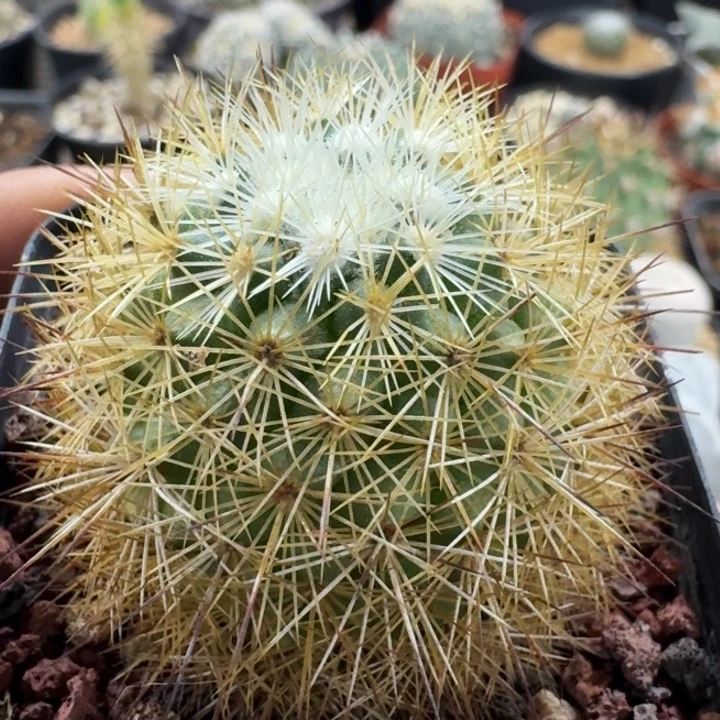 金纤丸实生仙人球