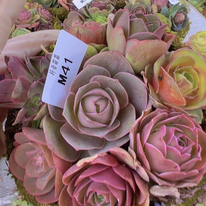 山地玫瑰多肉植物41