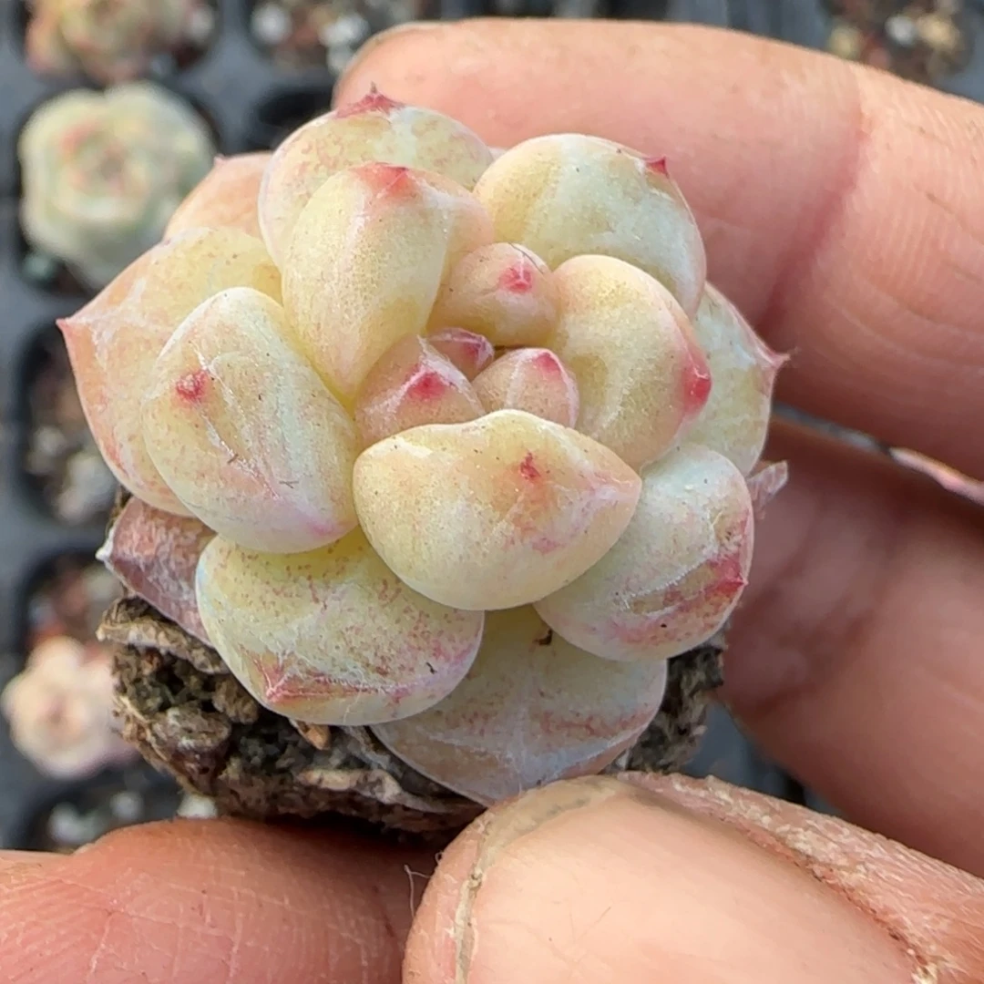 多肉小卡拉米糖心一物一拍