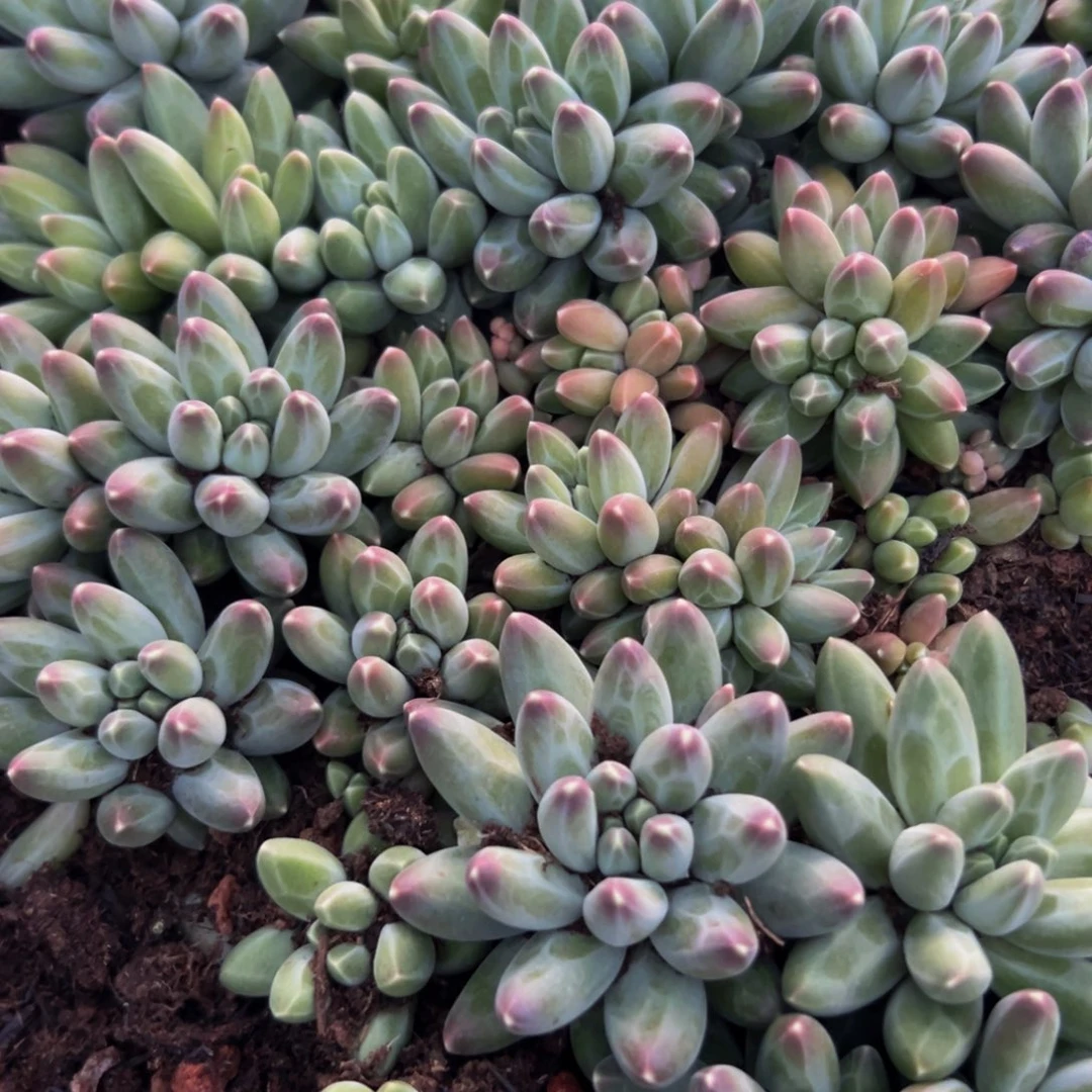美人系列多肉植物10棵
