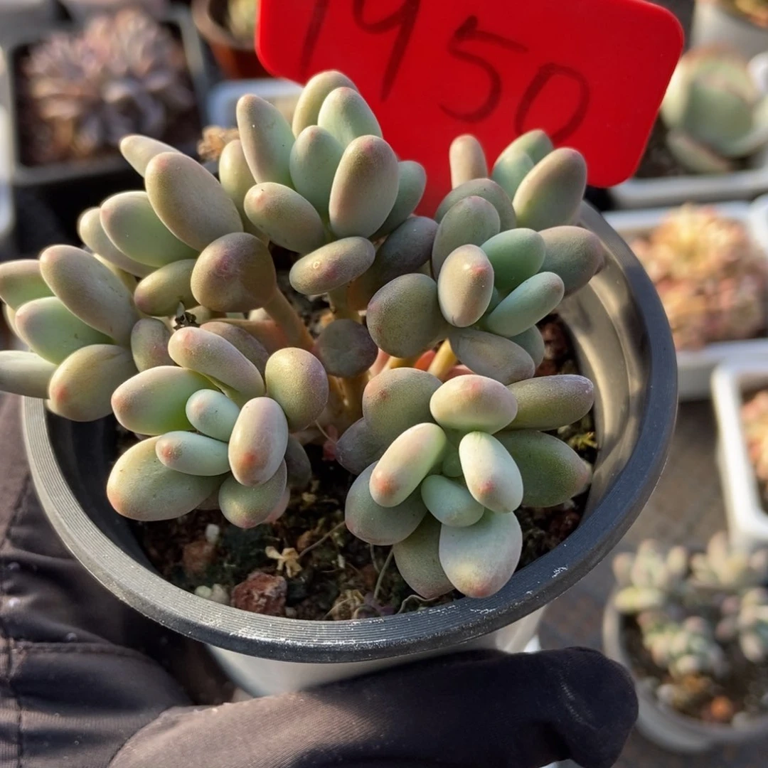 1950苹果奶多肉植物