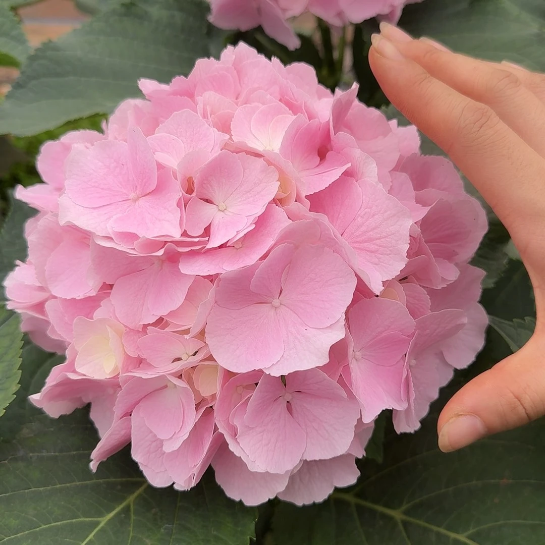 213 号！ 3支起顺丰空运包邮