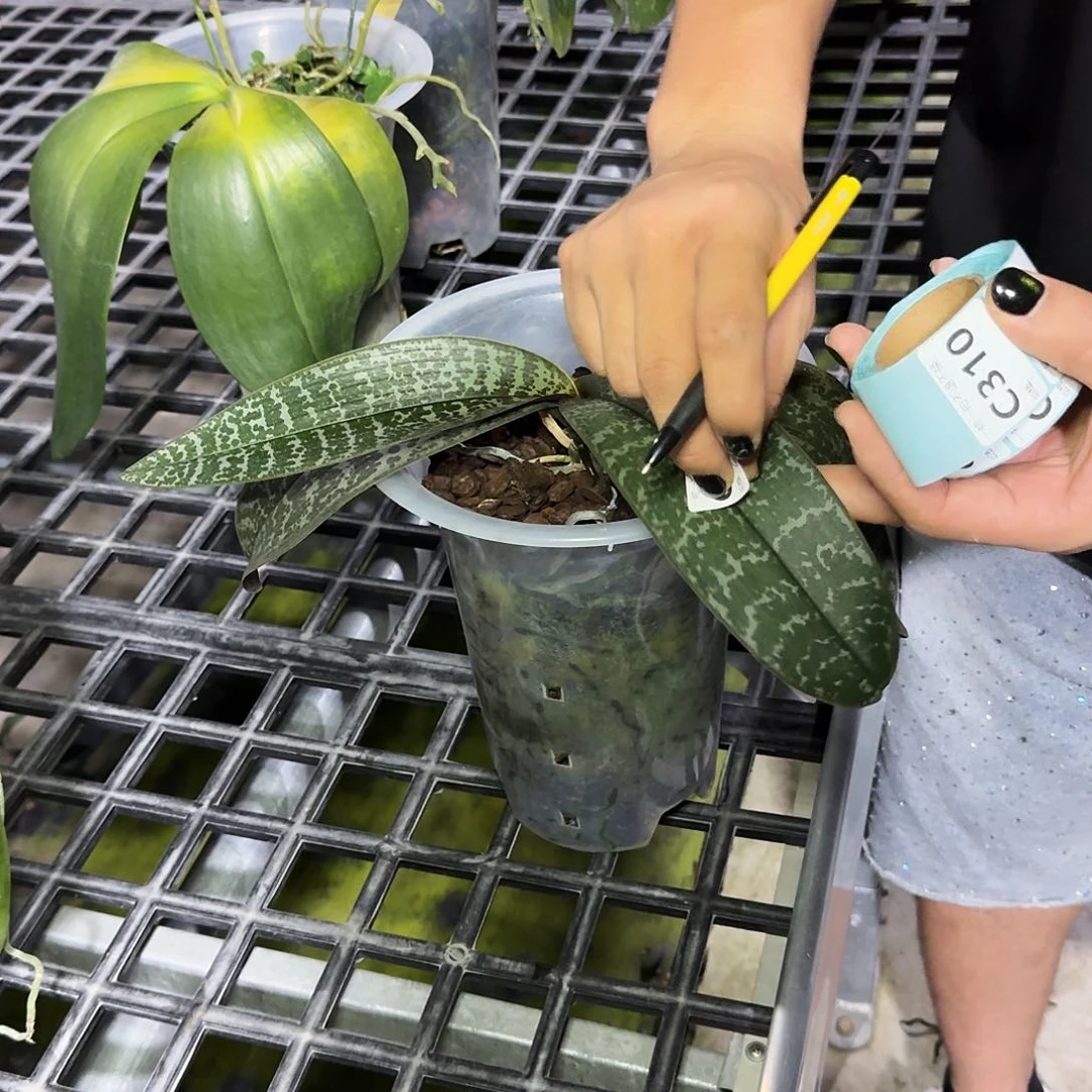 当前无花朵，栽培后可花朵c309