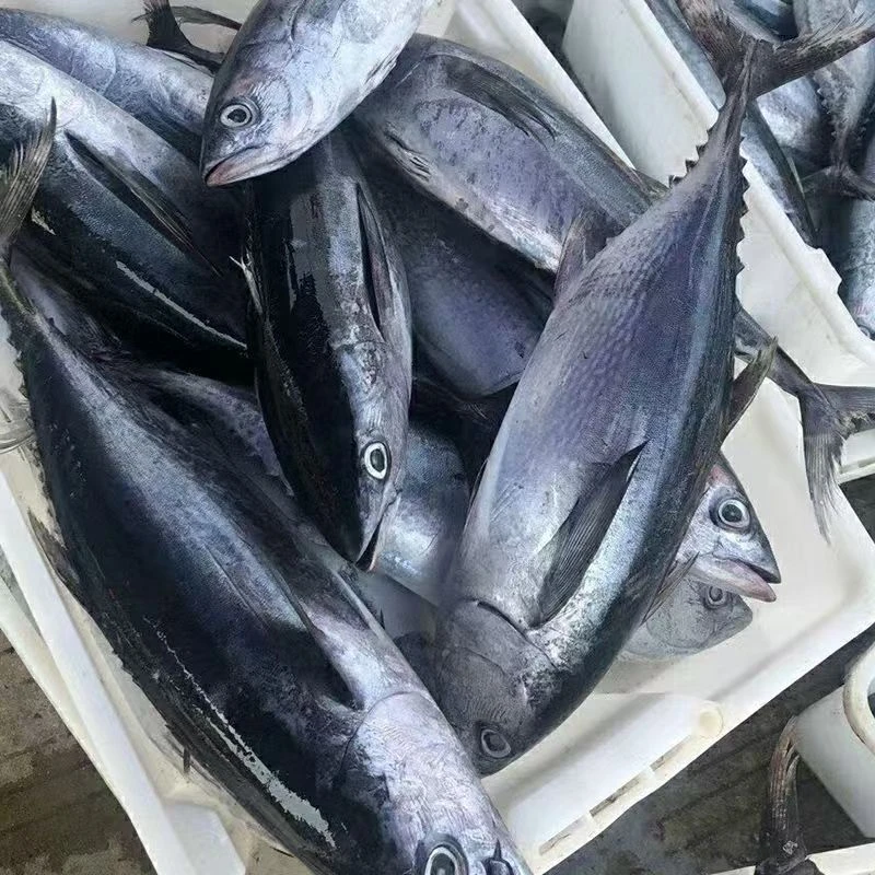 新鲜野生金枪鱼也叫炮弹鱼新鲜发货