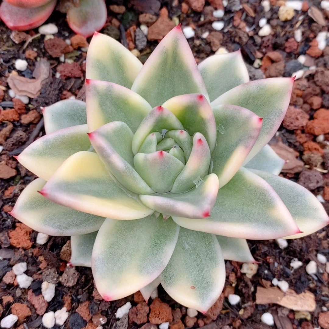 东云系多肉植物阿格尼斯锦