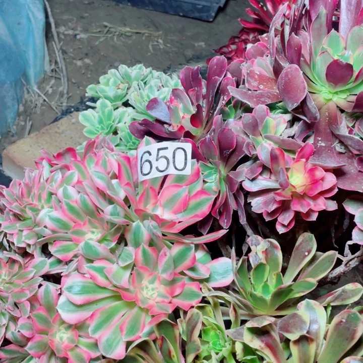 多肉植物组合650