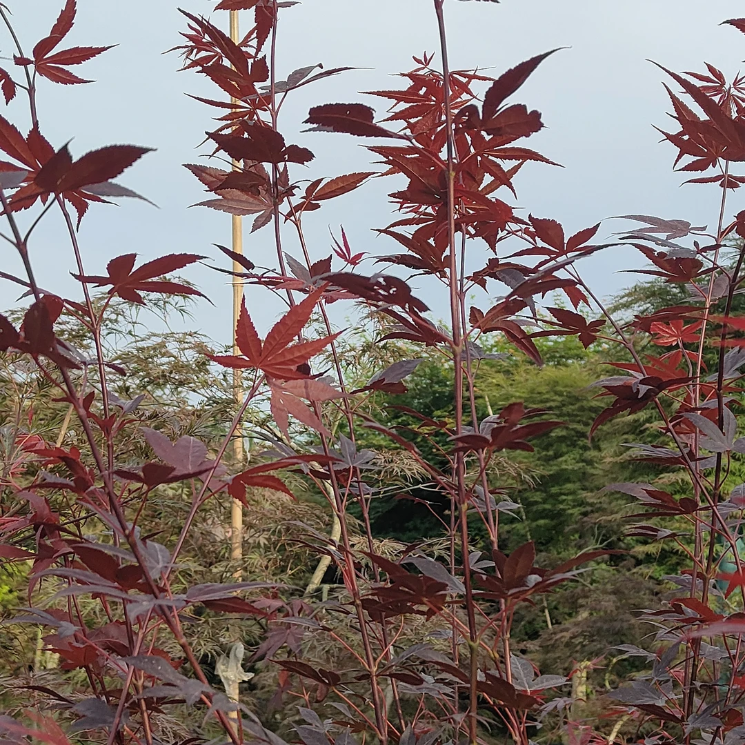 红枫羽毛枫庭院阳台景观盆栽