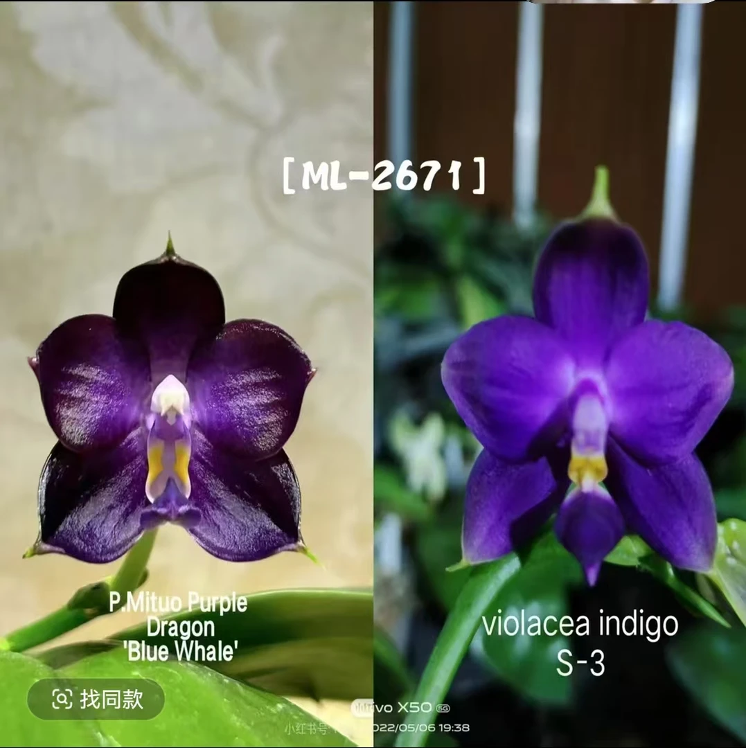 【弥陀蓝鲸交印地狗】1.7寸杯蝴蝶兰不售后